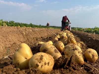鄒城市看莊鎮 緊抓產運銷儲 土豆豐產豐收 機械設備銷售
